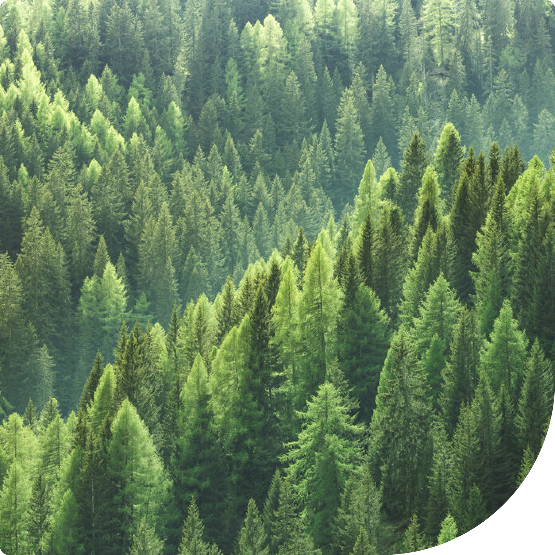 Forest Census